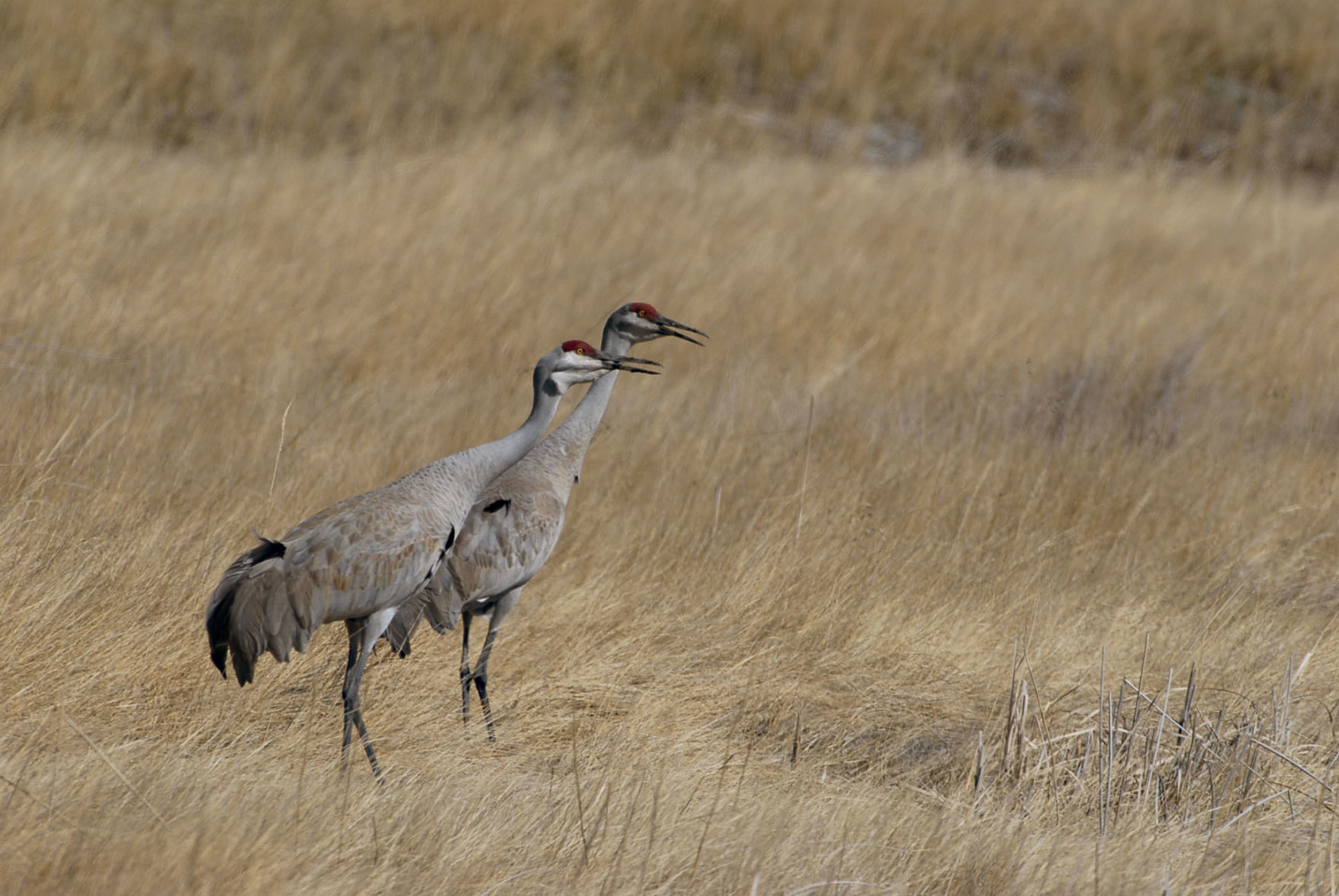 Sandhill Crane